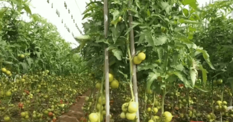 الإنتاج الزراعي في سلطنة عمان