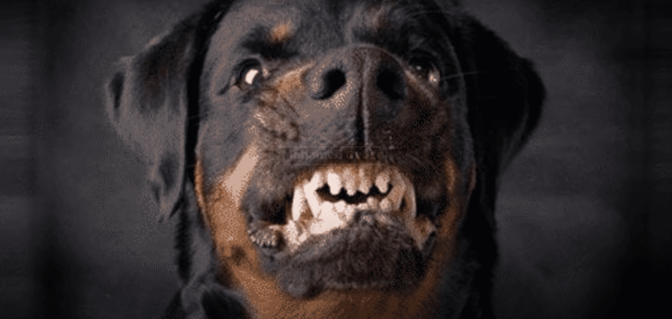 اشرس الكلاب في العالم سلالات خطيرة
