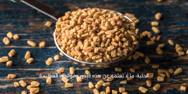الحلبة: ما لا تعلمه عن هذه البذور وفوائدها العظيمة 1 الحلبة: ما لا تعلمه عن هذه البذور وفوائدها العظيمة