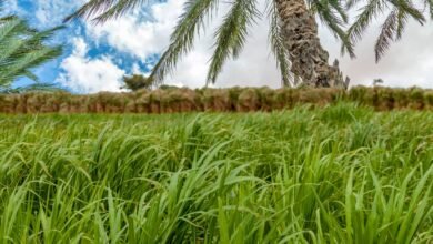 الزراعة-في-عمان-390x220 تحسين وضع المواطن: من الكرامة إلى الشراكة في ثروة الوطن